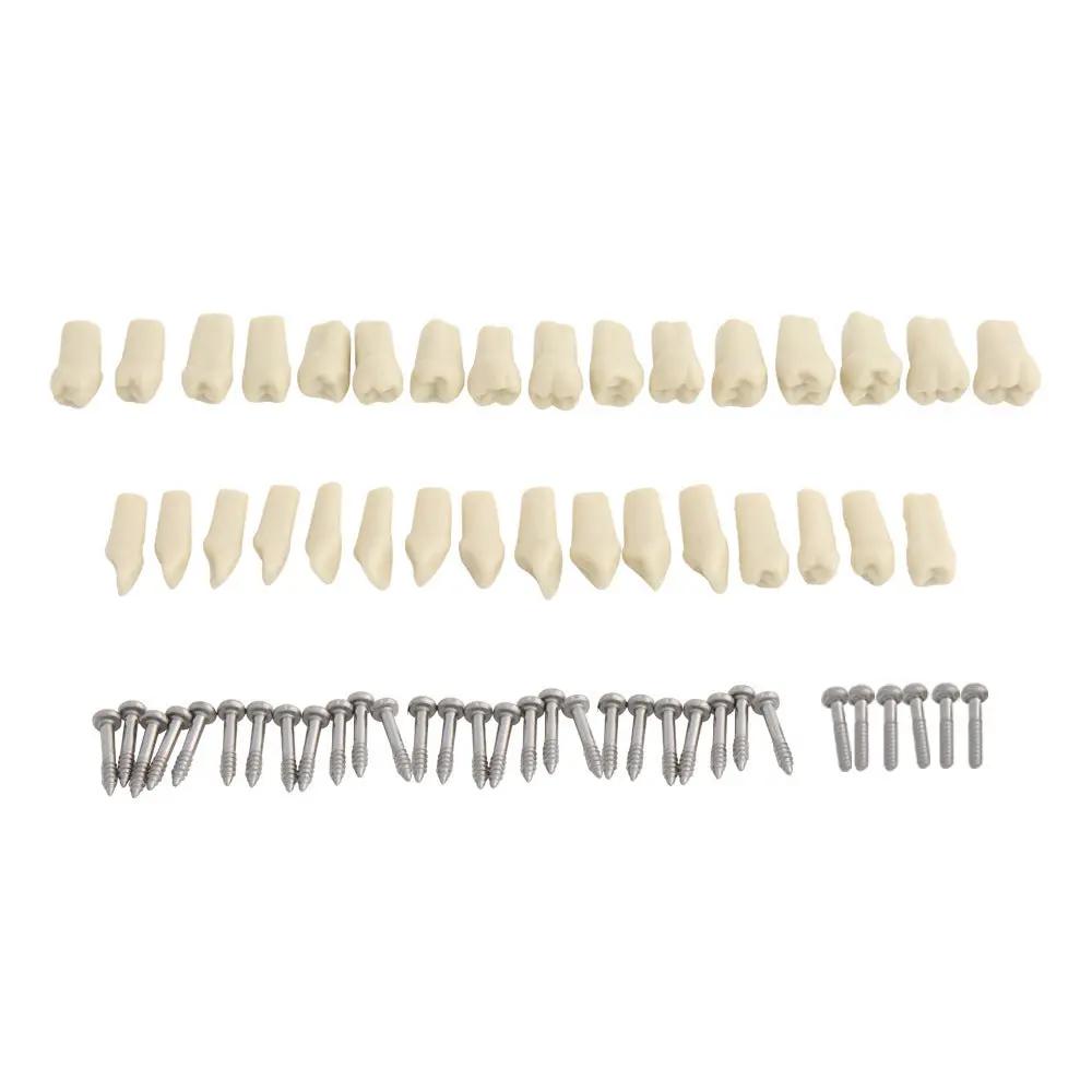 Modèle Dentaire Articulé Professionnel – 32 Dents Souples & Support Universel | Pink Coco Dental PINK COCO