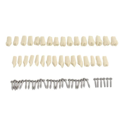Modèle Dentaire Articulé Professionnel – 32 Dents Souples & Support Universel | Pink Coco Dental PINK COCO