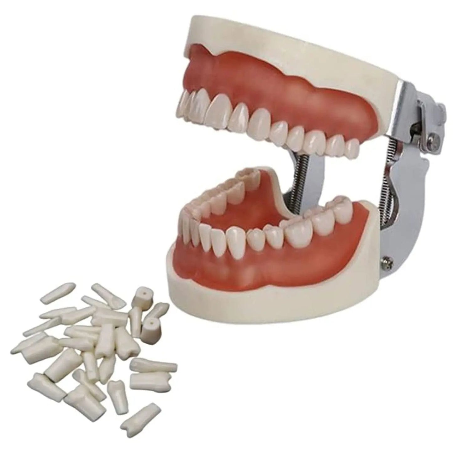 Modèle Dentaire Articulé Professionnel – 32 Dents Souples & Support Universel | Pink Coco Dental PINK COCO